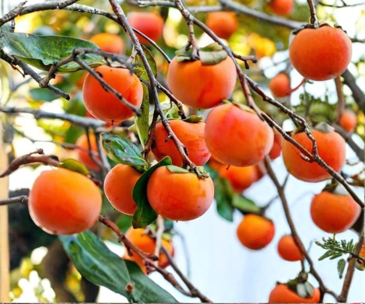 Persimmon Cuttings - 3 Grafting Wood - Diospyros kaki Japanese Persimmon - Deciduous Fruit Tree for Rooting & Grafting