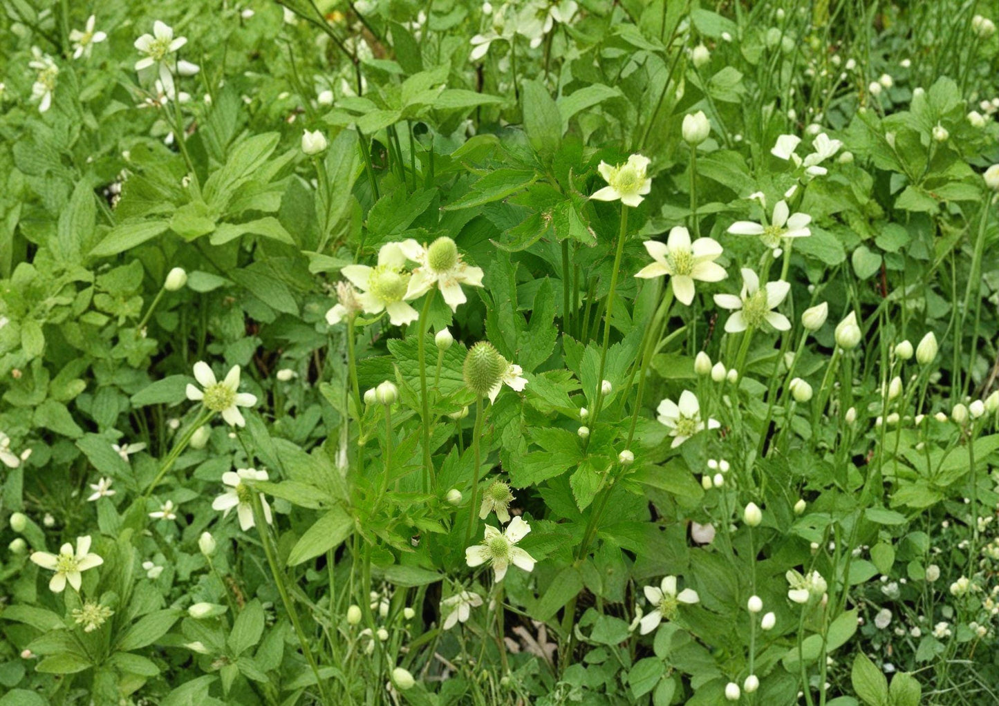 Thimbleweed Seeds - Anemone cylindrica - Hardy Native Perennial, White Flowers, Easy to Grow