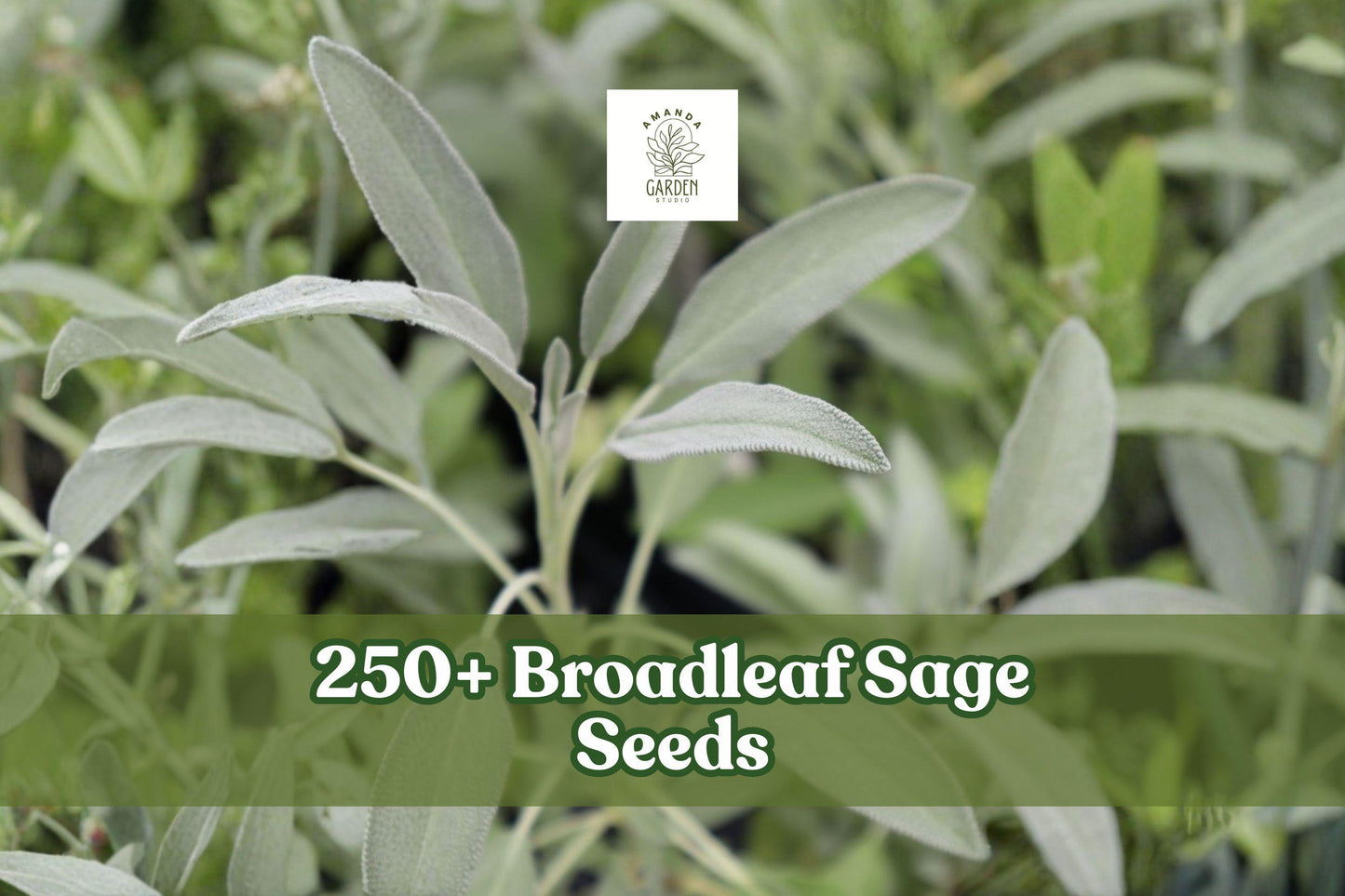 250+ Broadleaf Sage Seeds - Perennial Culinary Herb - Salvia officinalis - Aromatic Green Leaves for Herb Gardens & Containers
