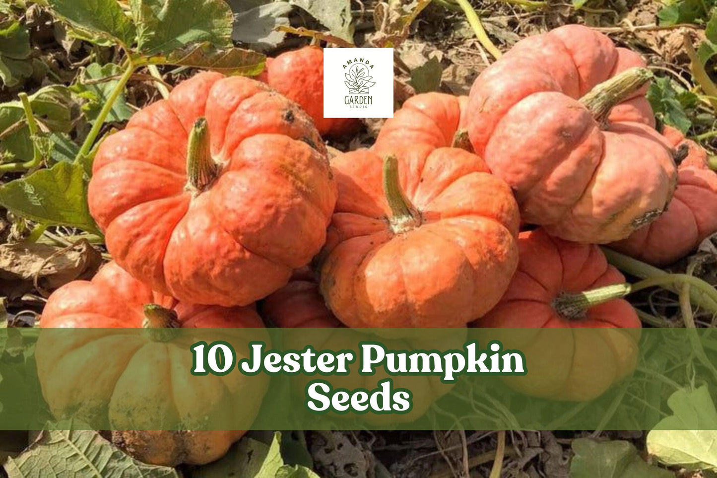 10 Jester Pumpkin Seeds - Salmon-Red Bumpy Skin - Cucurbita pepo - Edible & Ornamental Garden Favorite - Compact Growth