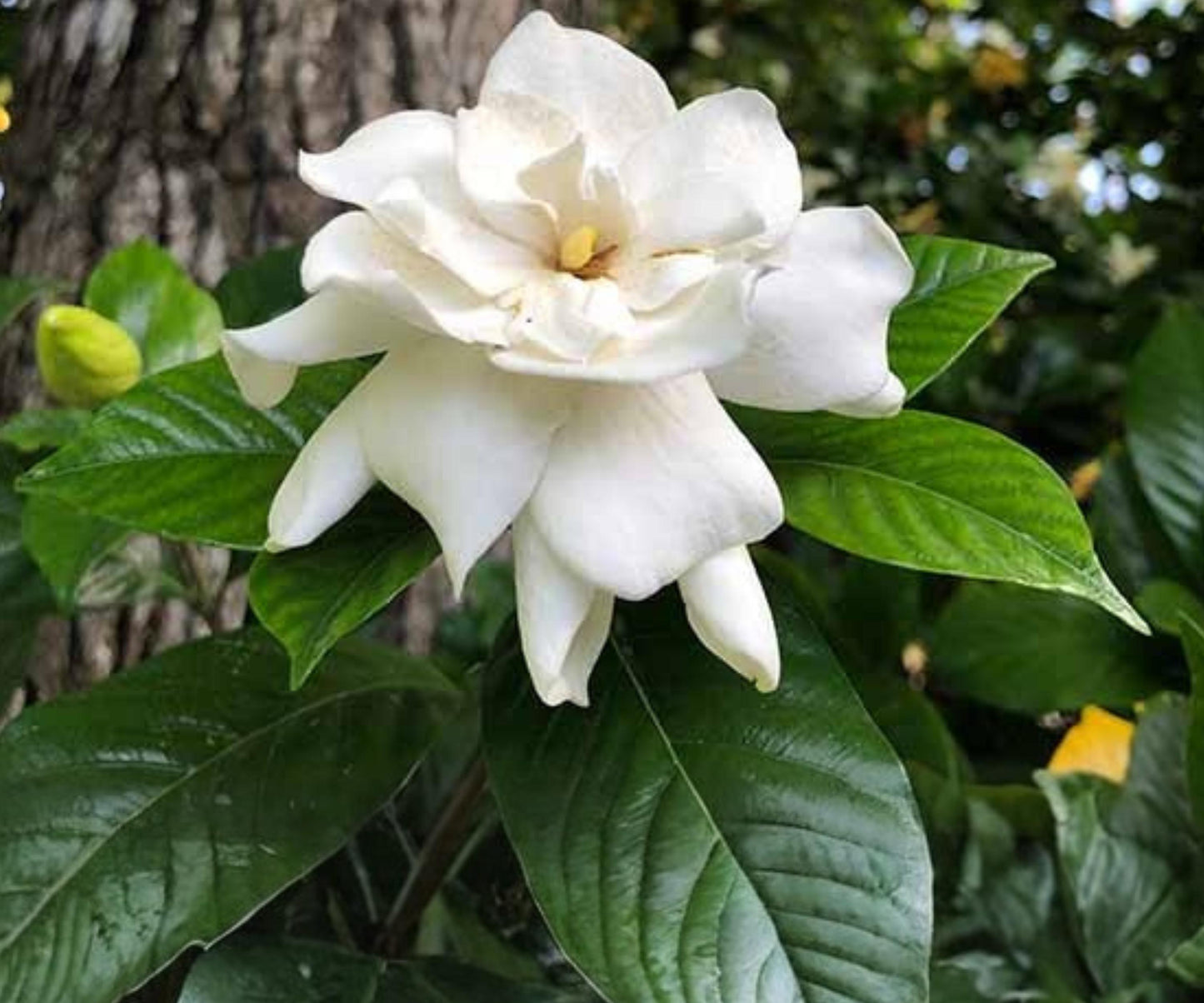Gardenia Cuttings - 7 Heirloom White Cuttings - Cape Jasmine - Gardenia jasminoides - Fragrant Evergreen Shrub
