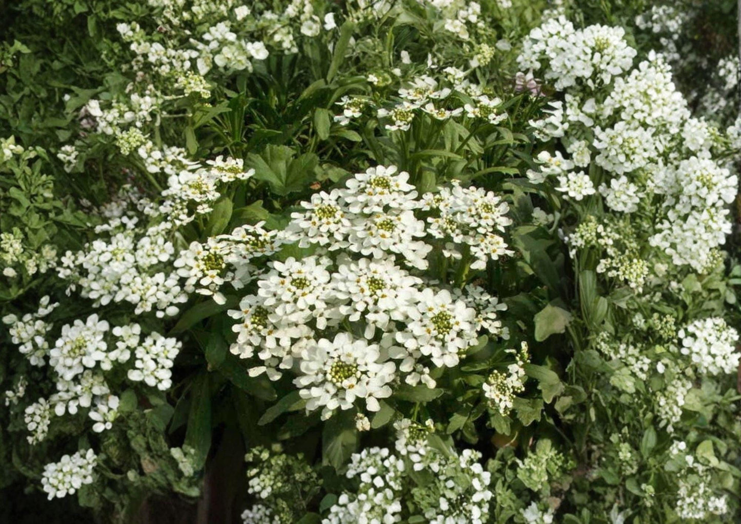 Empress Rocket Candytuft Seeds - 100 Non-GMO Fragrant White Annual Flower Seeds - Iberis umbellata