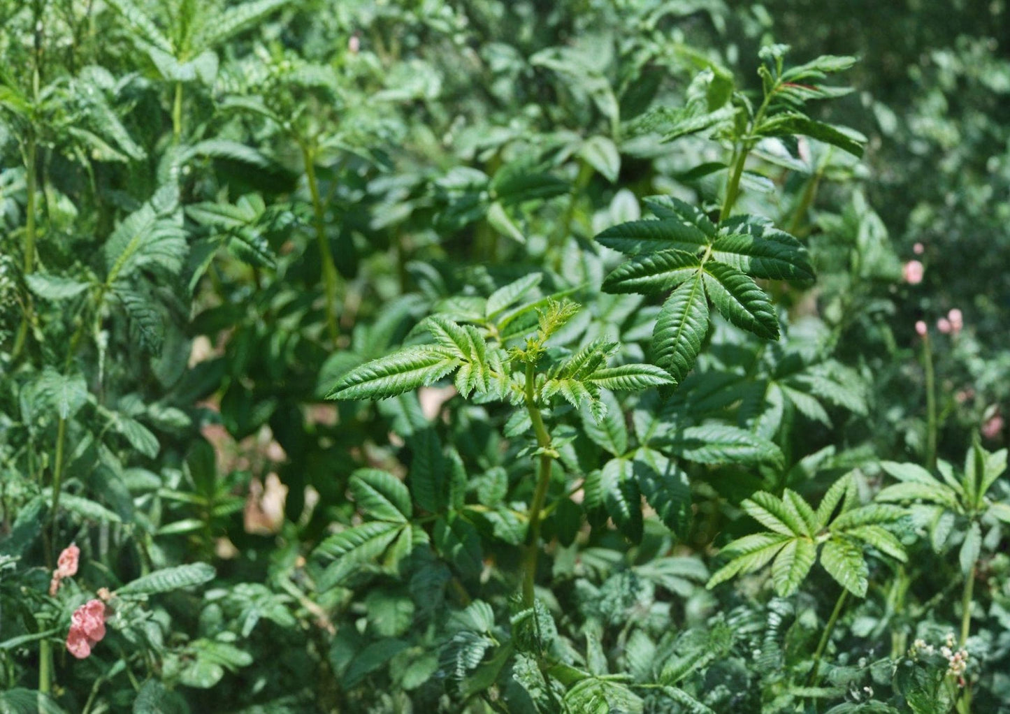 Black Mint Huacatay Seeds - 50 Pack - Tagetes Minuta - Medicinal Culinary Herb - Aromatic Perennial Healing Plant