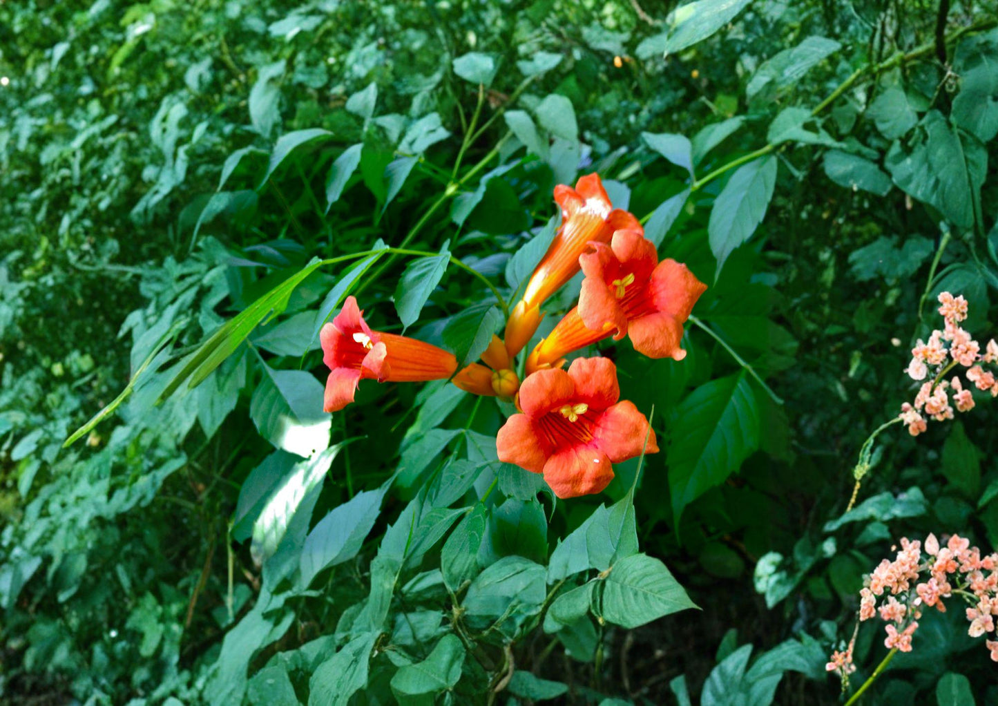 Campsis Radicans Trumpet Creeper Vine Seeds - Fast Growing Orange Flower Seeds for Trellis