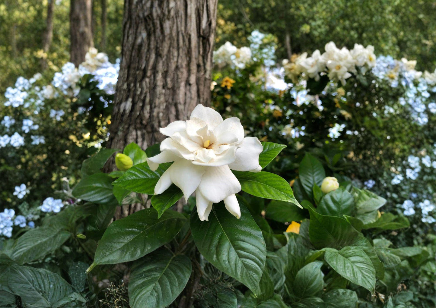 Gardenia Seeds - 20 Fast Growing Seeds - Fragrant Creamy White Flowers - Gardenia Jasminoides