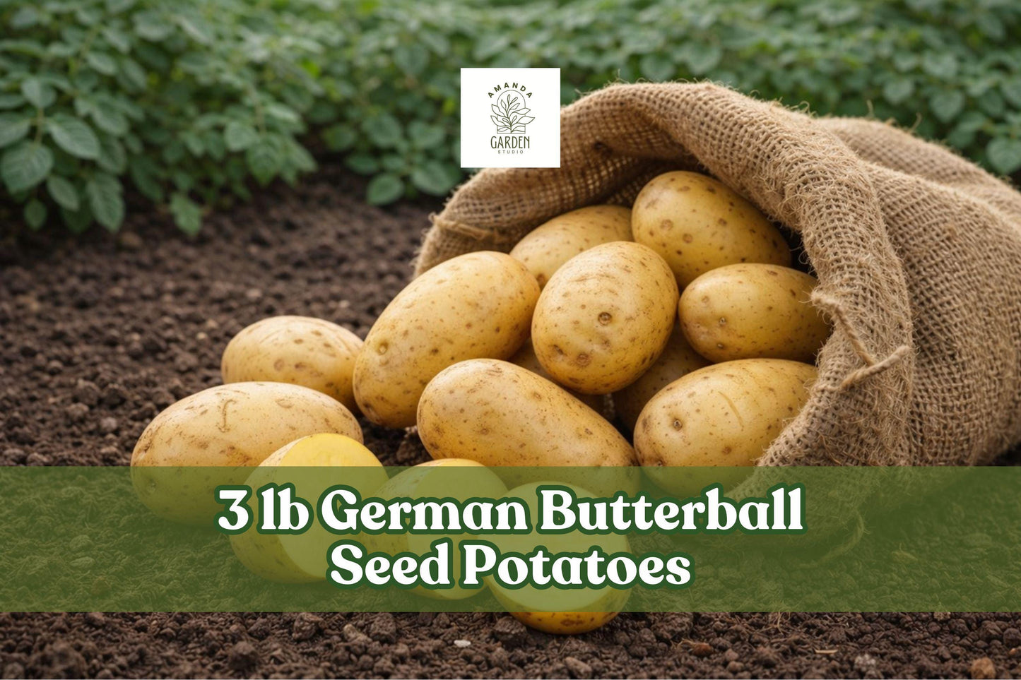 3 lb German Butterball Seed Potatoes - Yellow Flesh, Smooth Skin - Solanum tuberosum for Home Gardens and Container Growing