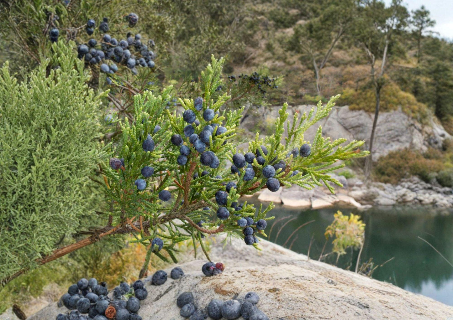 Eastern Red Cedar Seeds - 25 Pack - Hardy Native Evergreen Tree, Aromatic Wood, Wildlife Garden (Juniperus virginiana)