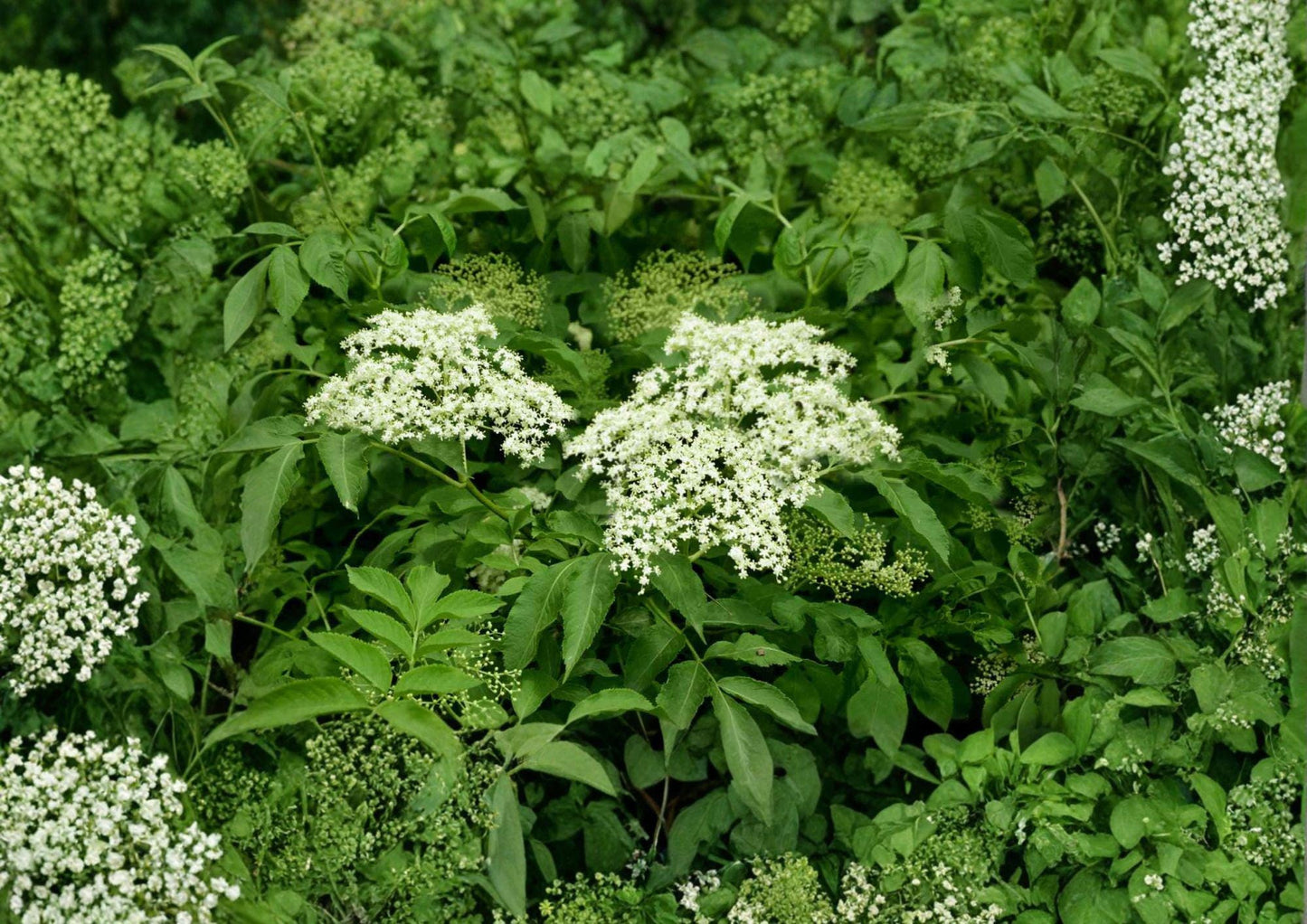 American Elderberry Seeds - Edible Shrub for Gardens, Wildlife, White Flowers - Sambucus canadensis