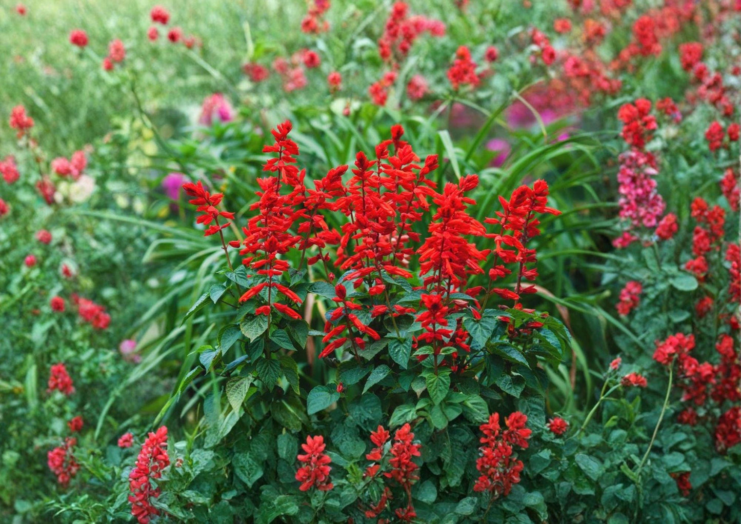 Scarlet Sage Seeds 400 Count Salvia coccinea Medicinal Culinary Herb Hummingbird Friendly Pollinator Garden Plant