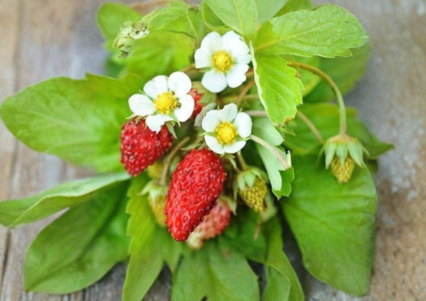 Alexandria Strawberry Seeds - 50+ Heirloom Alpine Non-GMO Sweet Everbearing Mini Fruit for Garden Planting