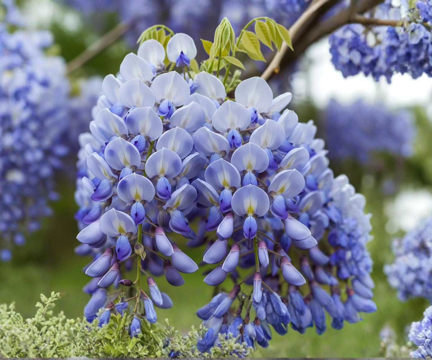 Live Chinese Wisteria Plant 1-2 Ft - Purple Flowering Vine - Wisteria sinensis - Heirloom Climbing Vine for Arbors & Trellises