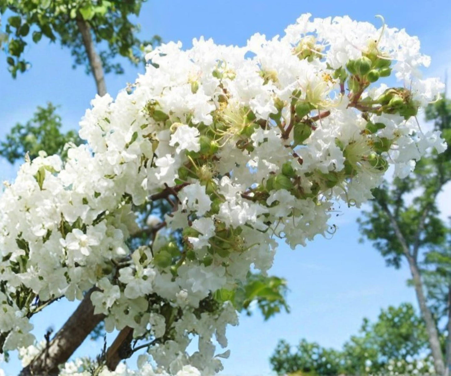 Crape Myrtle Plants - 2 Live 6" Cuttings - Snow White Lagerstroemia - Ornamental Flowering Tree - Summer Blooms