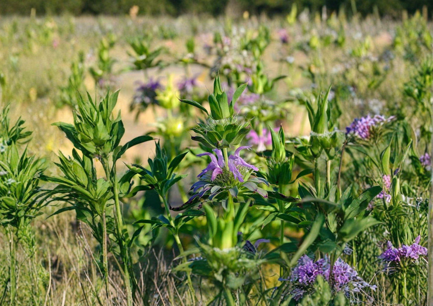 Lemon Mint Bee Balm Seeds - 3000 Non-GMO Heirloom Seeds - Monarda Citriodora - Aromatic Herb for Pollinator Gardens