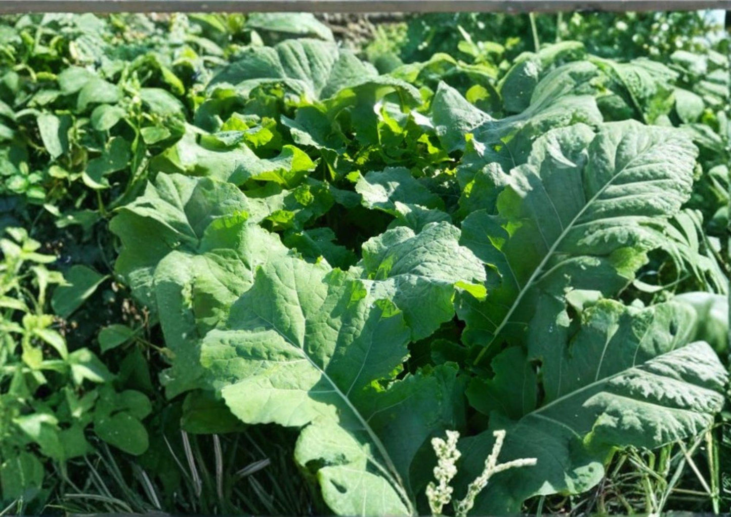 Bayou Kale Seeds - 500 Count - Winter Hardy Brassica Oleracea Cover Crop for Soil Improvement and Vegetable Gardens