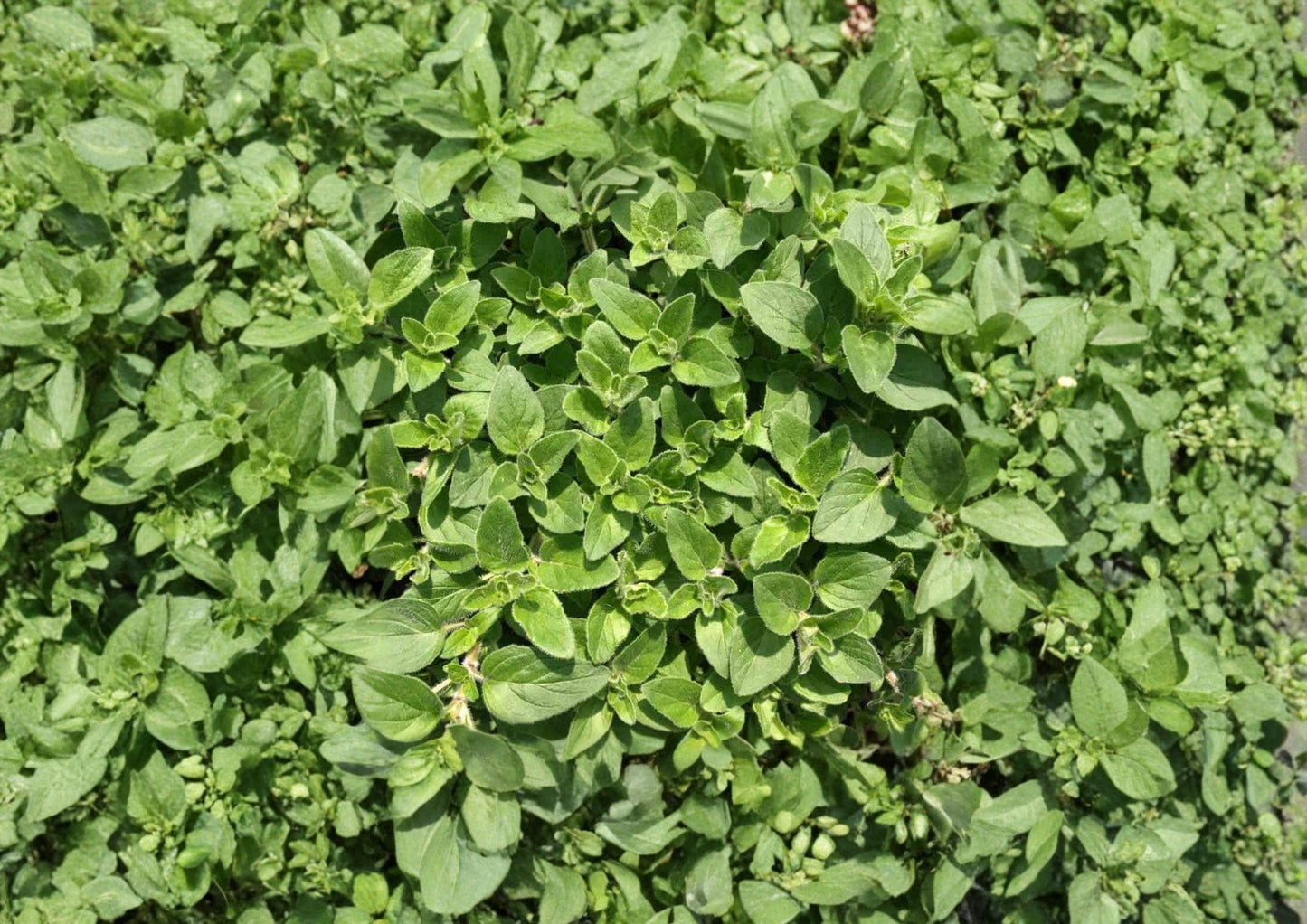 2000 Sweet Marjoram Seeds, Heirloom Non-GMO Culinary Herb, Aromatic Perennial, Origanum Majorana for Garden Planting