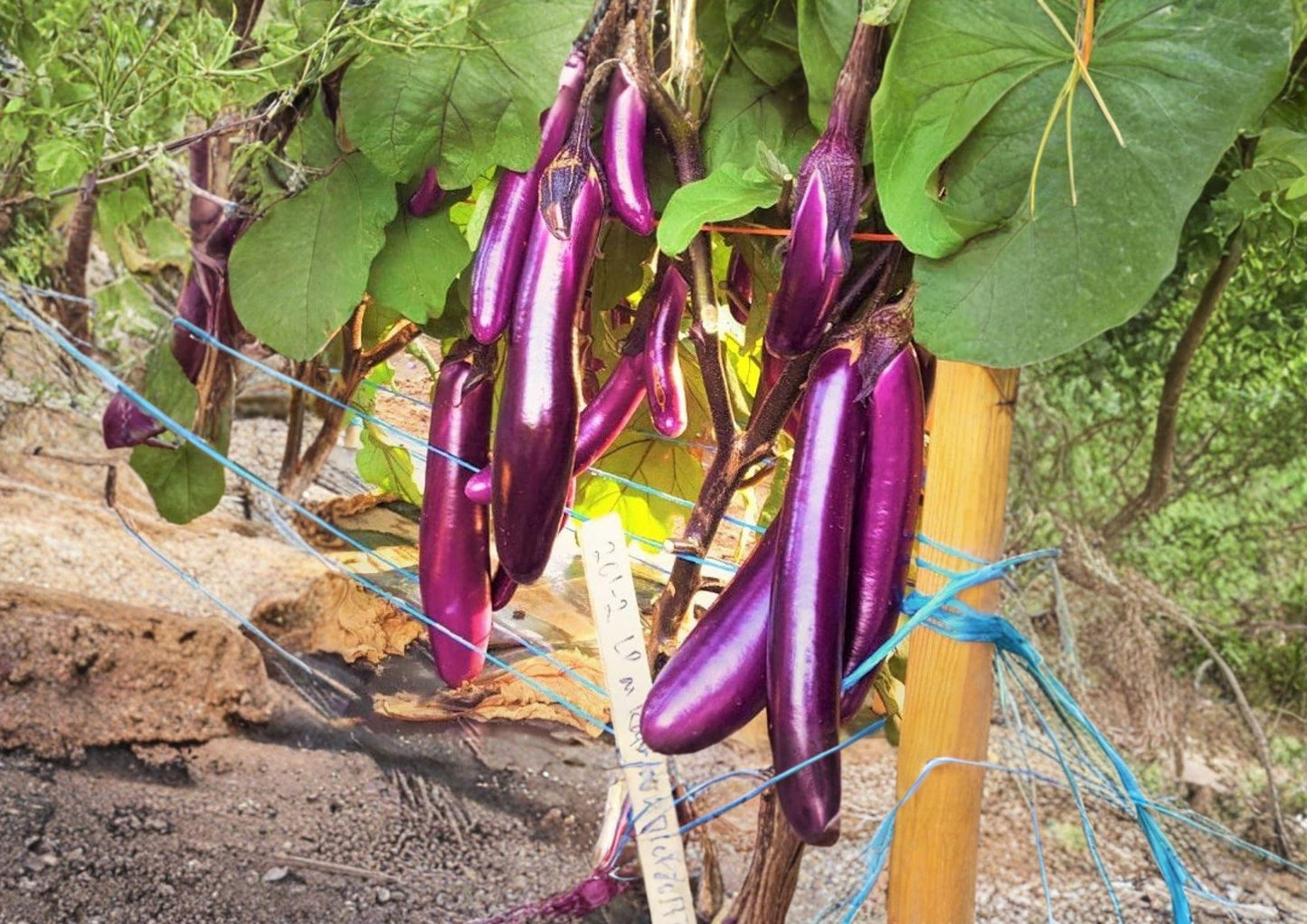 Long Purple Asian Eggplant Seeds - 250 Heirloom Non-GMO Seeds for Garden Beds & Containers - Fast Growing Vegetable