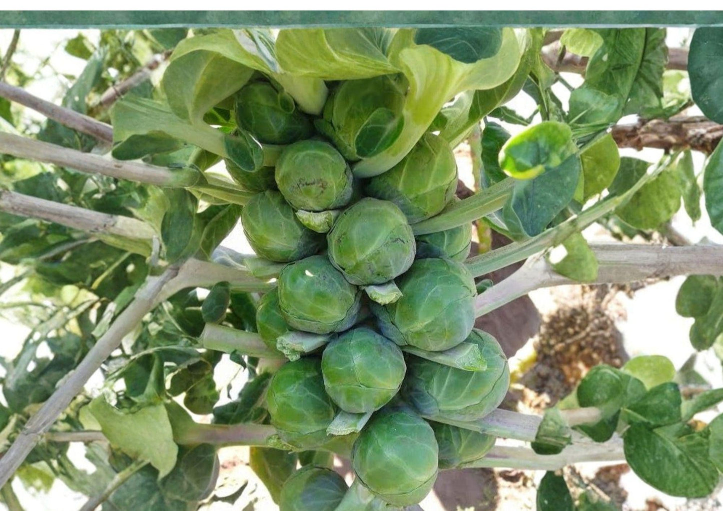 Long Island Improved Brussels Sprouts Seeds - 500 Non-GMO Heirloom Seeds for Cool Season Garden (Brassica oleracea)