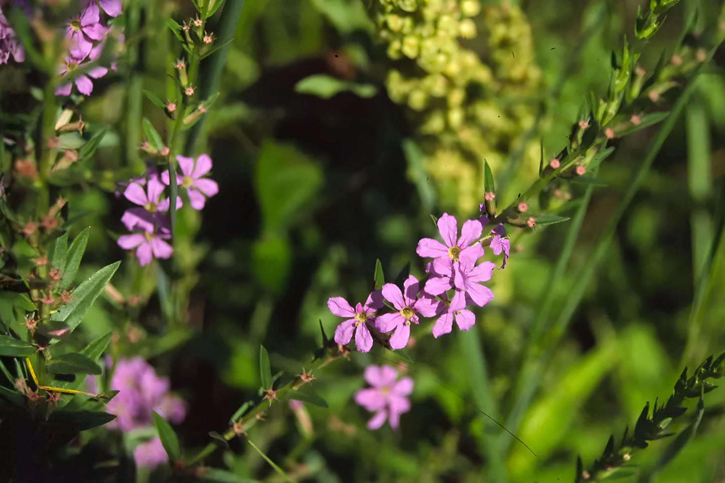 Winged Loosestrife Seeds (1000) - Lythrum alatum - Native Wildflower for Wetlands & Rain Gardens - Pink-Purple Blooms