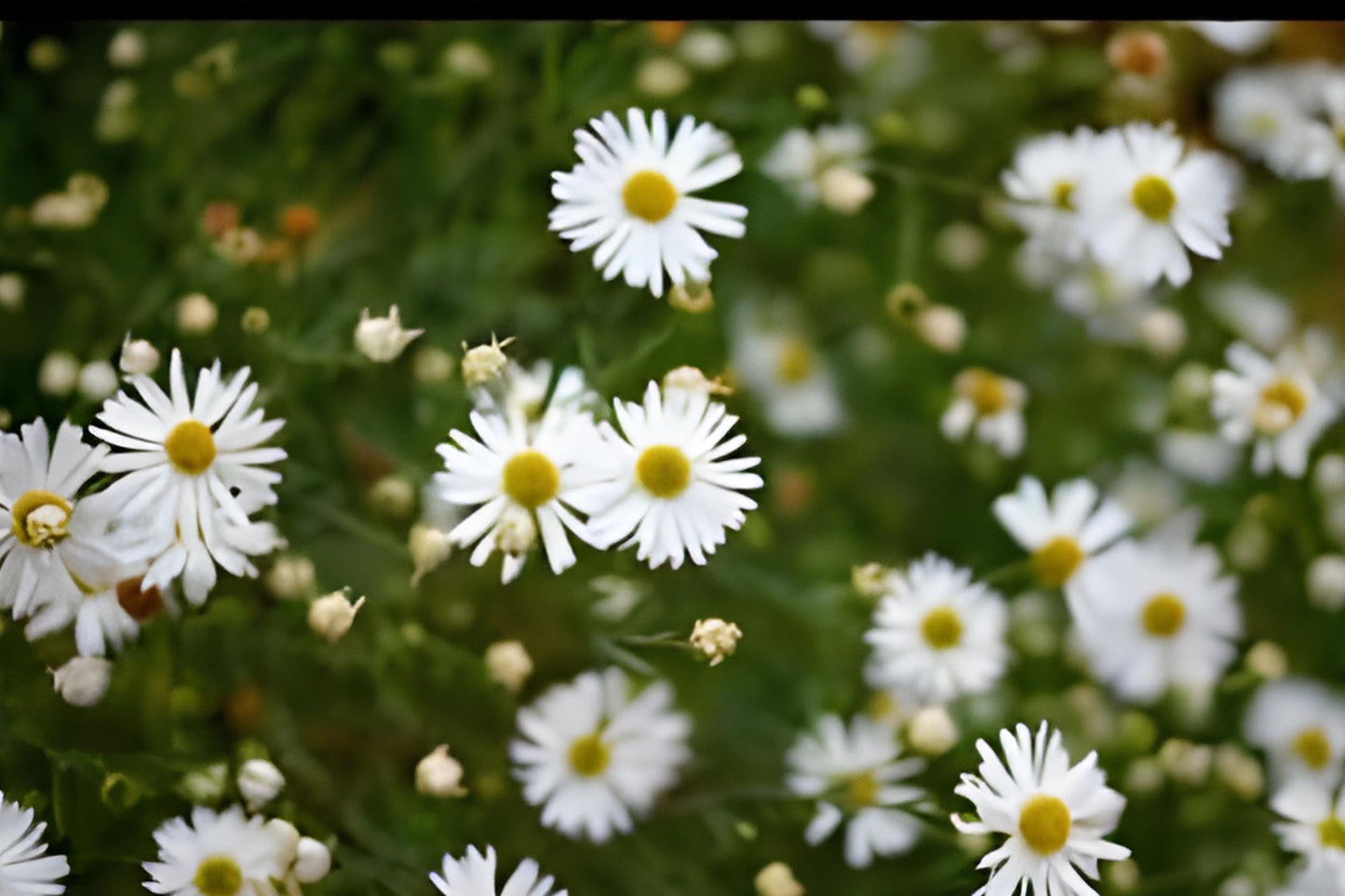 False Aster Seeds (100) | Boltonia asteroides | Native Wildflower for Prairie Gardens and Pollinator Habitats