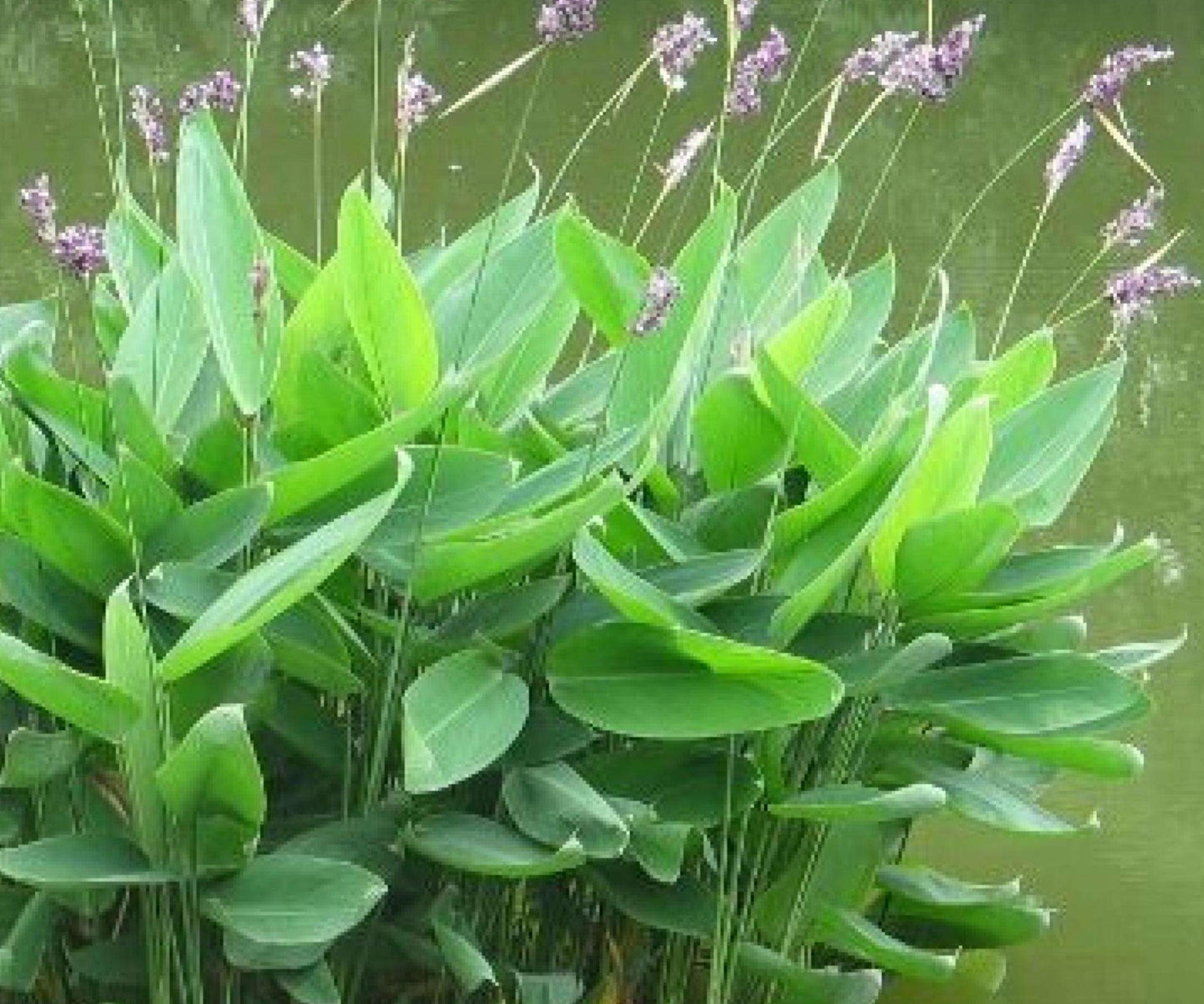 Thalia Dealbata Live Pond Plant - Hardy Water Canna, Lavender Flower, Aquatic Marginal, Cold Hardy Bog Plant, Zones 5-12