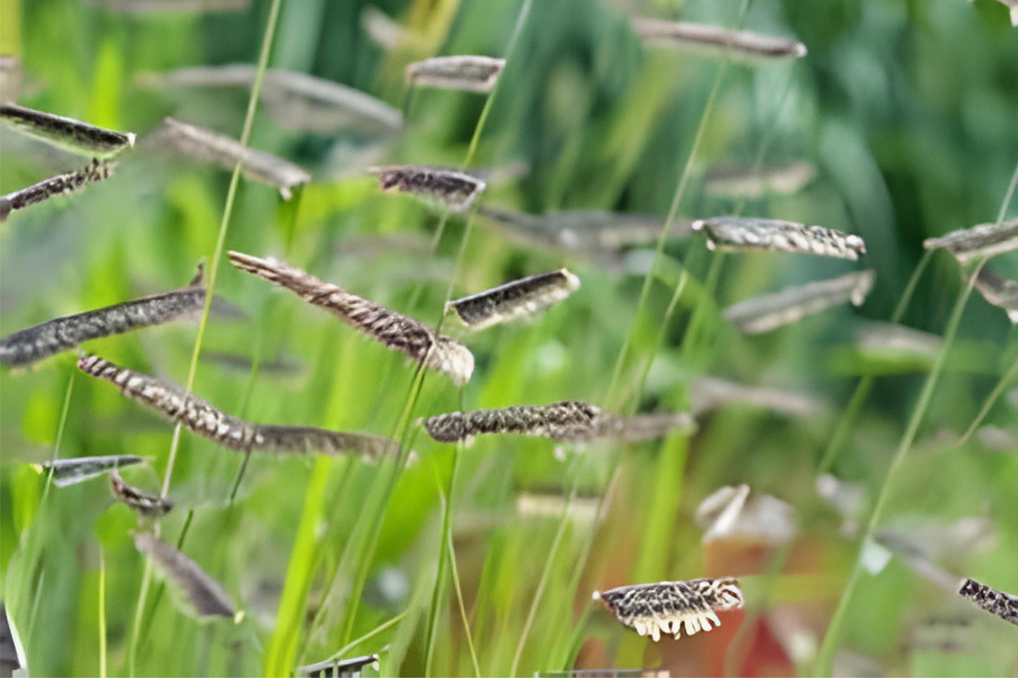 Blue Grama Seeds (100) | Drought Tolerant Native Grass | Bouteloua gracilis | Ideal for Lawns & Xeriscaping