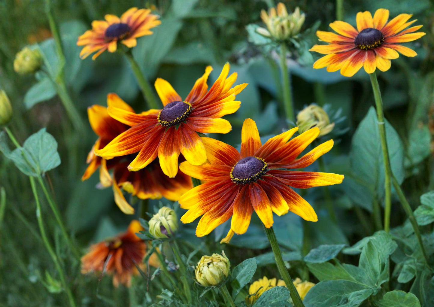 Rudbeckia Hirta Seeds - 50 Multicolor Black Eyed Susan for Pollinator Gardens - Non-GMO Wildflower Seeds