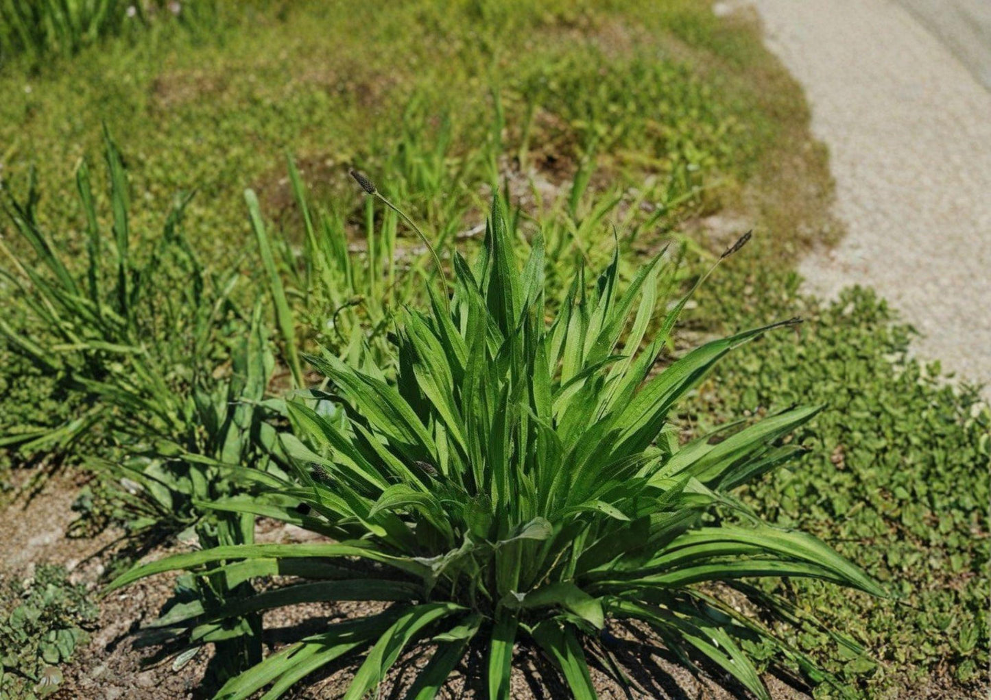 Boston Plantain Seeds - 600 Heirloom Non-GMO Medicinal Herb - Plantago Lanceolata - Hardy Perennial for Garden Planting