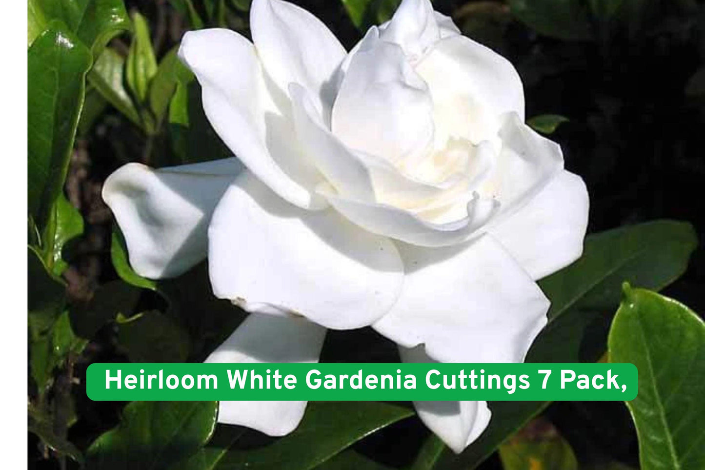Heirloom Gardenia Cuttings 7 Pack - Cape Jasmine, White Flowers, Fragrant (Gardenia jasminoides)