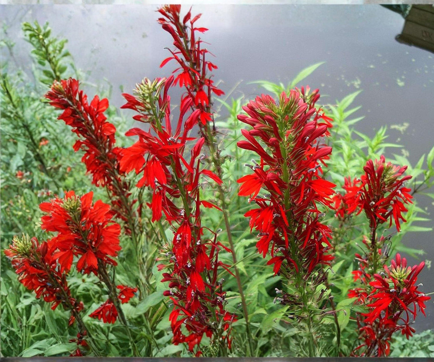 Cardinal Flower Live Plant | Aquatic Marginal Perennial | Red Blooms | Lobelia cardinalis | Hardy for Ponds & Bog Gardens