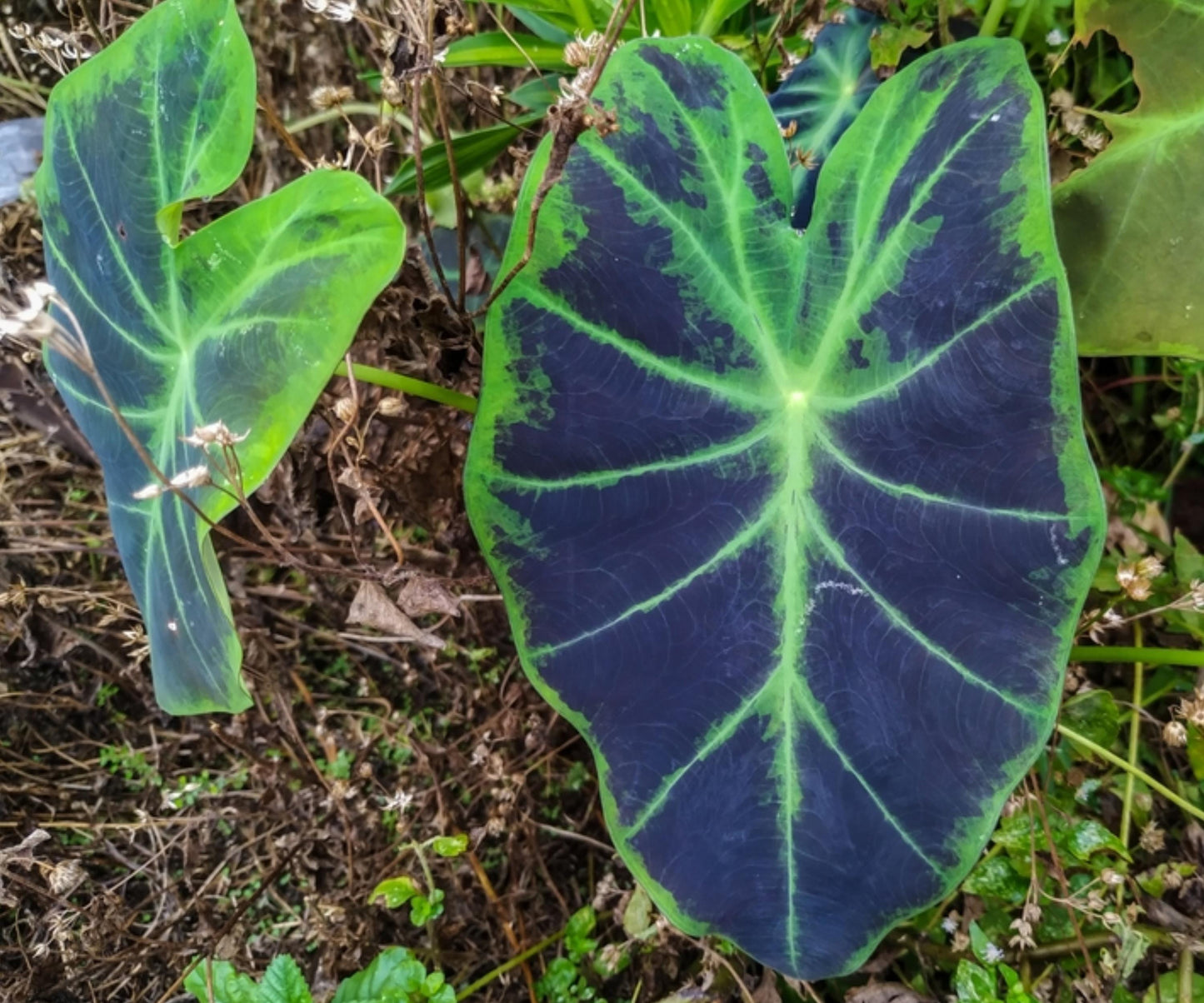 Imperial Taro Live Plant 2" Pot - Colocasia esculenta var. antiquorum - Tropical Elephant Ear for Aquatic Marginal Gardens