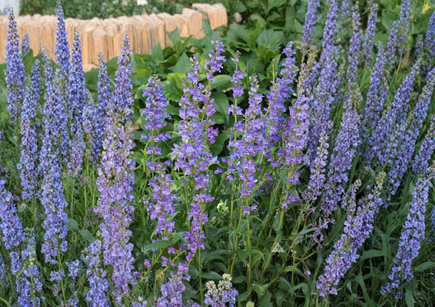 Penstemon Strictus Seeds - 100+ Rocky Mountain Beardtongue Perennial Wildflower - Purple Bloom Non-GMO Garden Plant