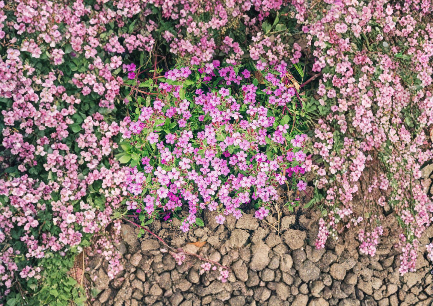 Rock Soapwort Seeds - 100 Count - Pink Flowering Perennial Ground Cover for Rock Gardens - Saponaria Ocymoides