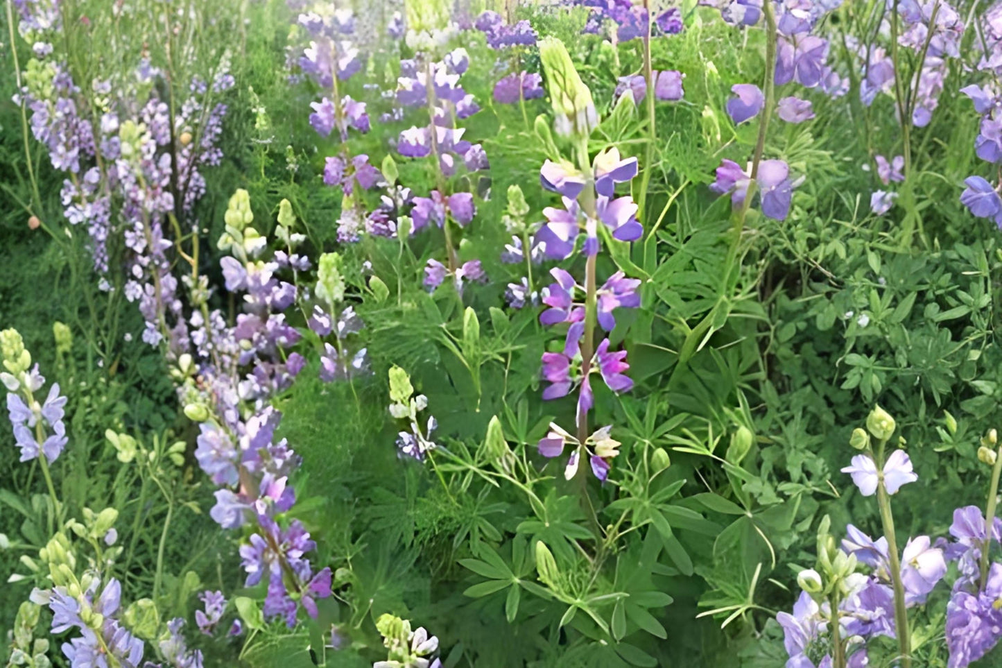 Riverbank Lupine Seeds (15) | Soft Blue to Purple Flower Spikes | Lupinus rivularis | Ideal for Pollinator Gardens