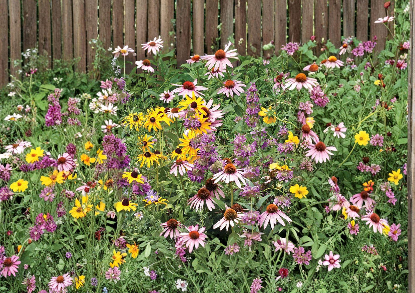 Purple Coneflower Seeds - 100+ Non-GMO Echinacea Perennial Wildflower for Pollinator Gardens - Heirloom Medicinal Seeds