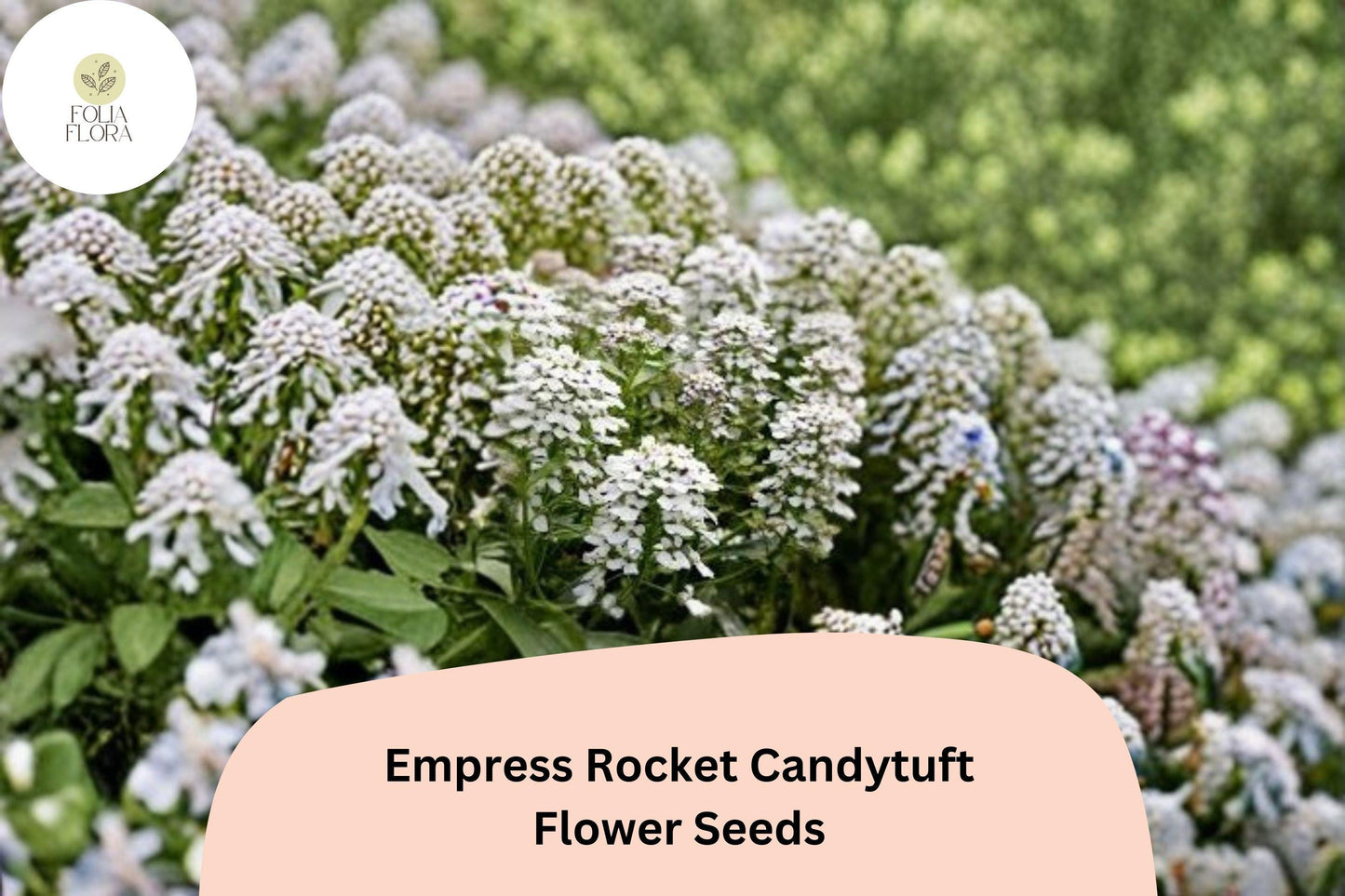 Empress Rocket Candytuft Seeds - Easy Grow Annual White Flowers for Borders & Beds, Iberis amara