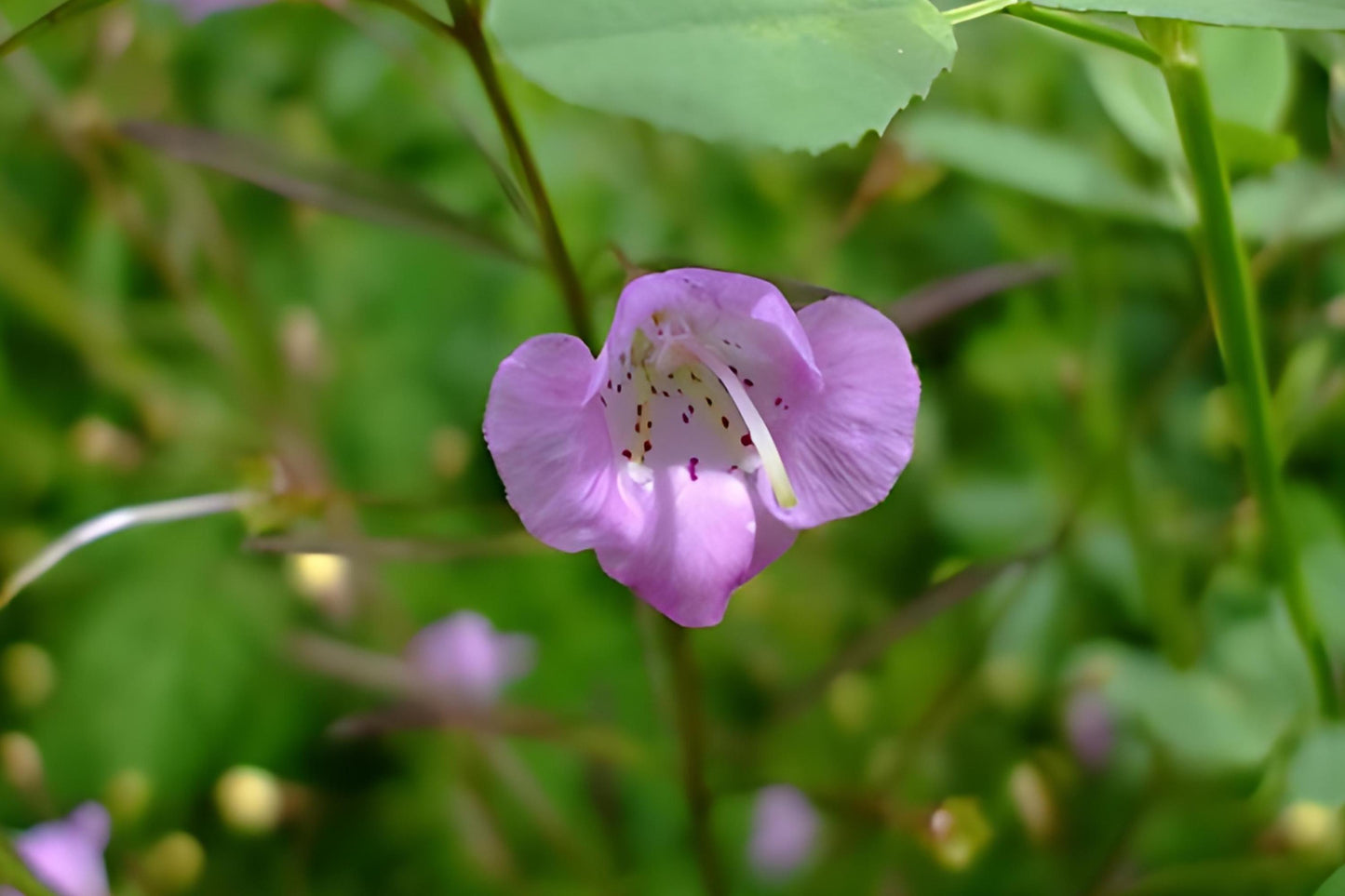 Slender False Foxglove Seeds - 250 Count - Agalinis tenuifolia - Pink Wildflower for Prairie Gardens & Pollinator Habitats