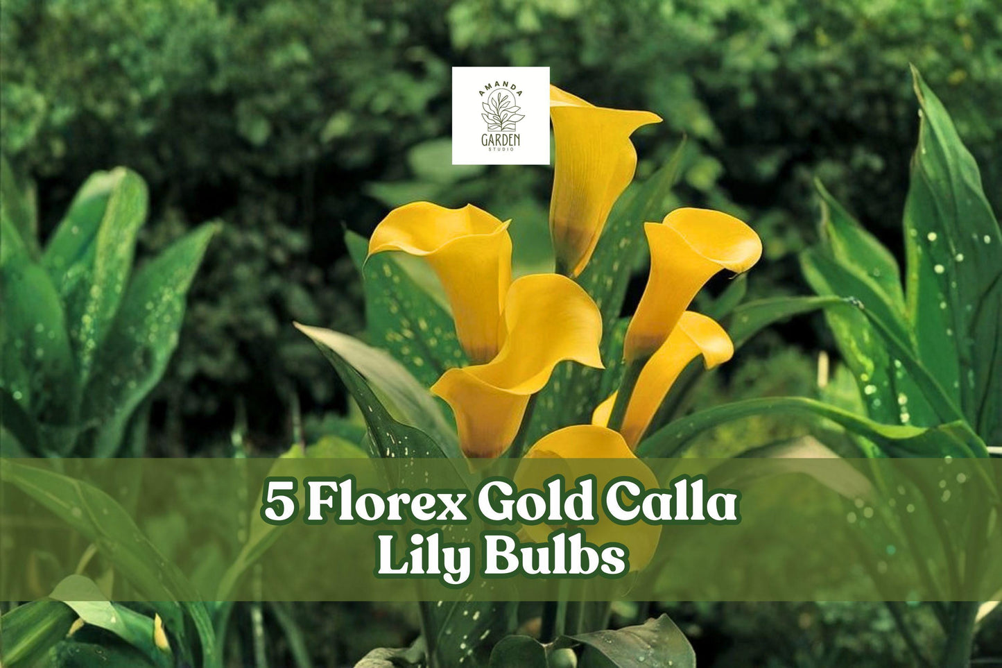 Florex Gold Calla Lily Bulbs - 5 Yellow Trumpet Flowers - Zantedeschia - Elegant Perennial for Gardens & Containers