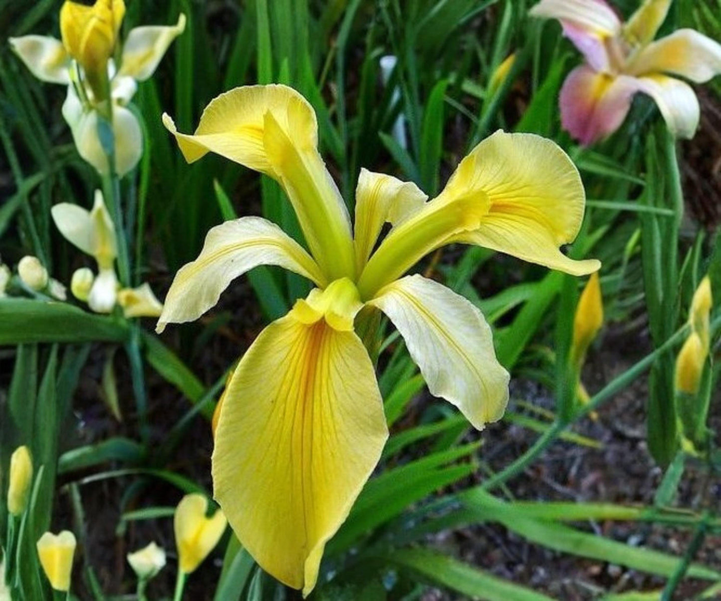 Dixie Deb Louisiana Iris Live Pond Plant - Yellow Hardy Aquatic Flower - Iris x Louisiana 'Dixie Deb' - 2" Pot