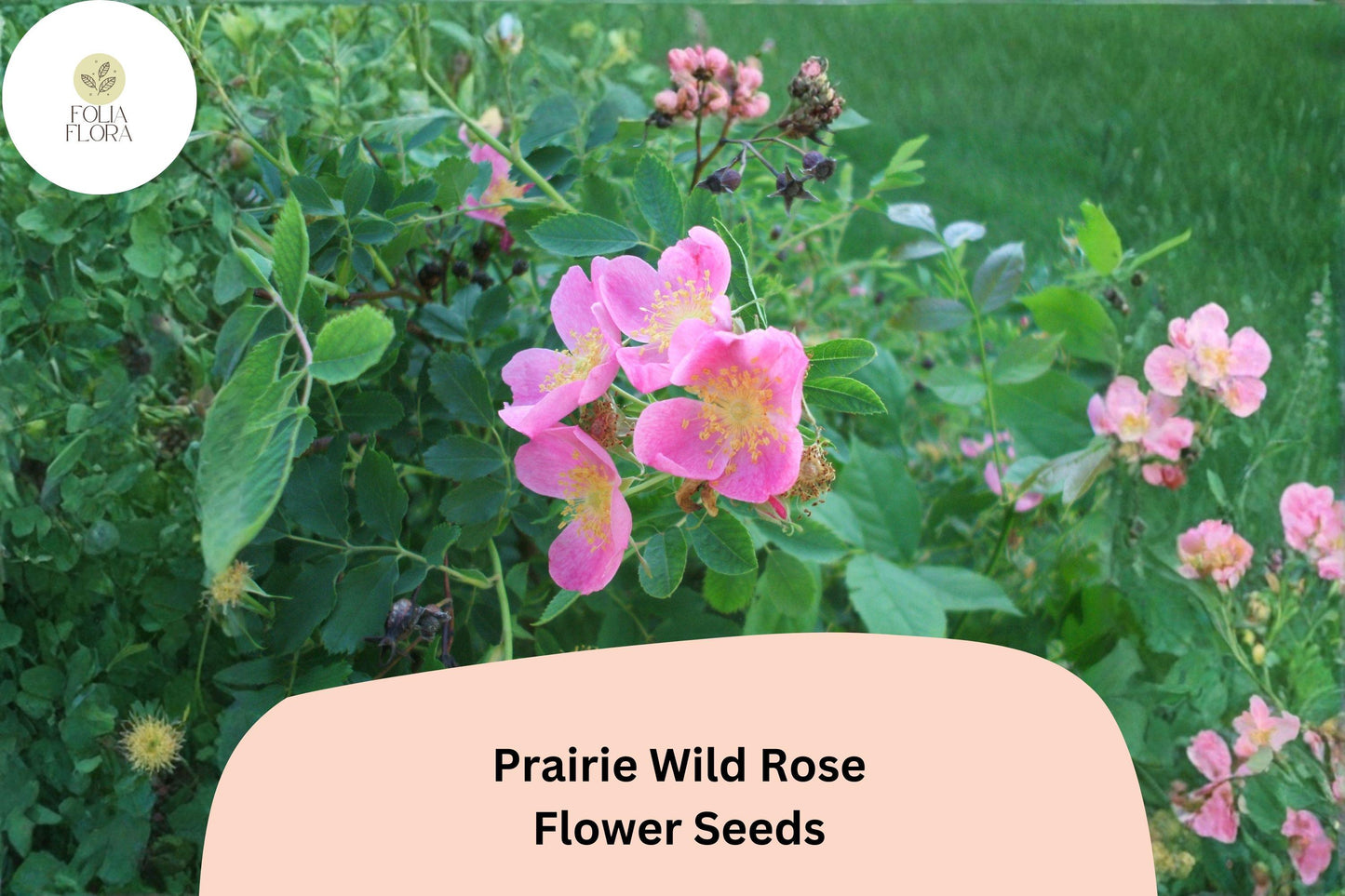 Prairie Wild Rose Seeds - 10 Rosa arkansana - Pink Blooms for Pollinator & Native Gardens - Perennial Shrub Seeds