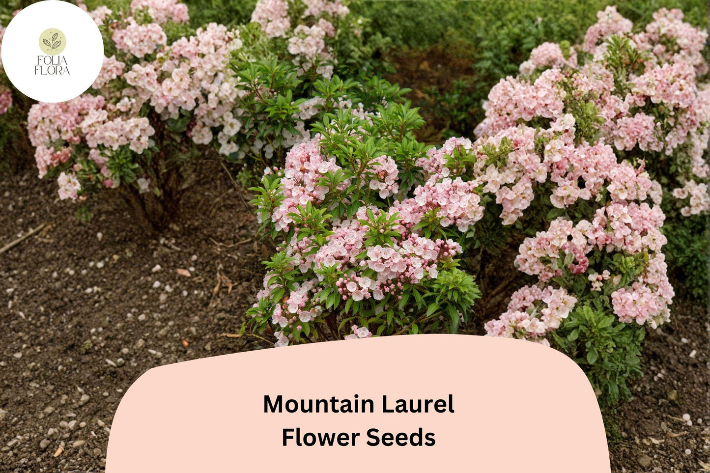 Mountain Laurel Seeds - 100 Kalmia latifolia - Native Evergreen Shrub with Pink Flowers - Ideal for Woodland Gardens