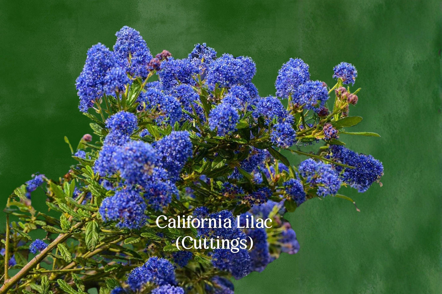 California Lilac Cuttings - 3 Live Unrooted Cuttings - Blue Flowering Evergreen - Ceanothus