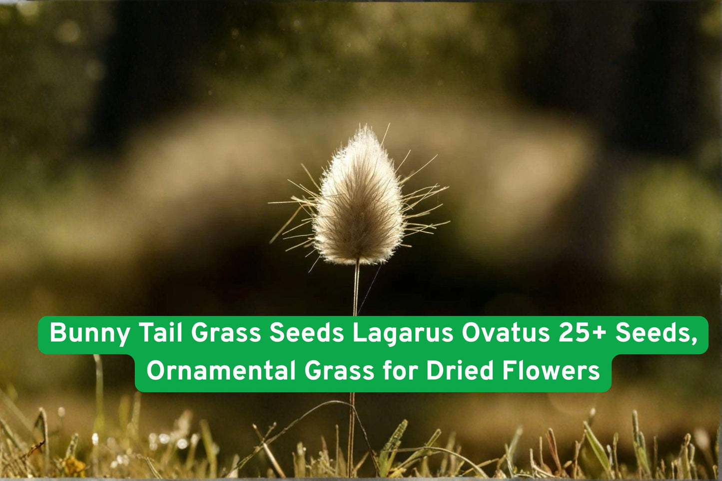 Bunny Tail Grass Seeds - 25+ Lagarus Ovatus - Fluffy Ornamental Grass for Dried Flowers & Crafts - Easy to Grow, Full Sun