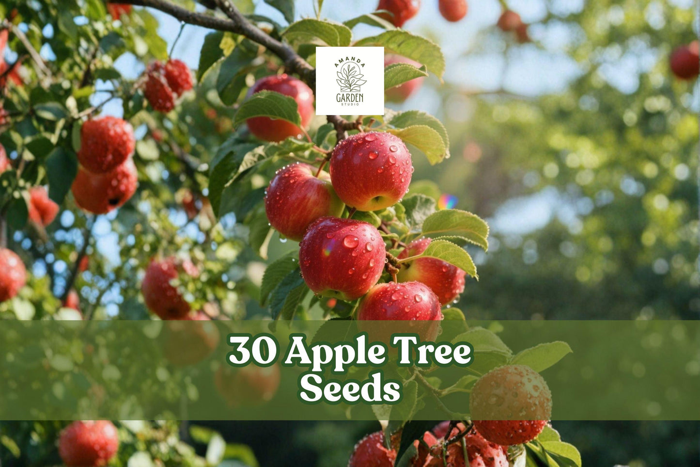 30 Apple Tree Seeds - Malus pumila - Classic Orchard Fruit Tree - Grow Beautiful Spring Blossoms & Delicious Apples