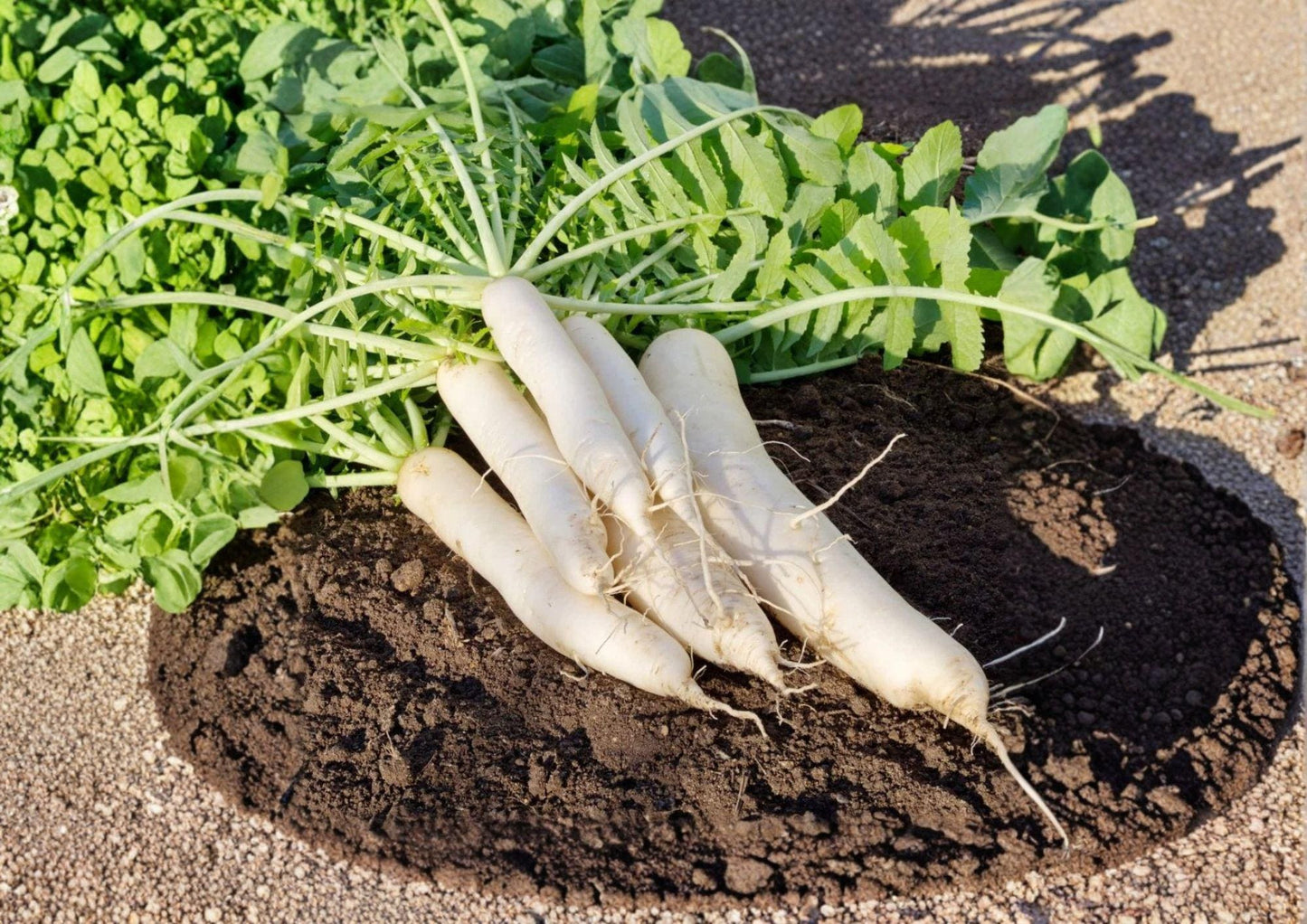 Daikon Radish Seeds - 100+ Heirloom Non-GMO Japanese Raphanus Sativus - Fast Growing Root Vegetable Garden Seeds