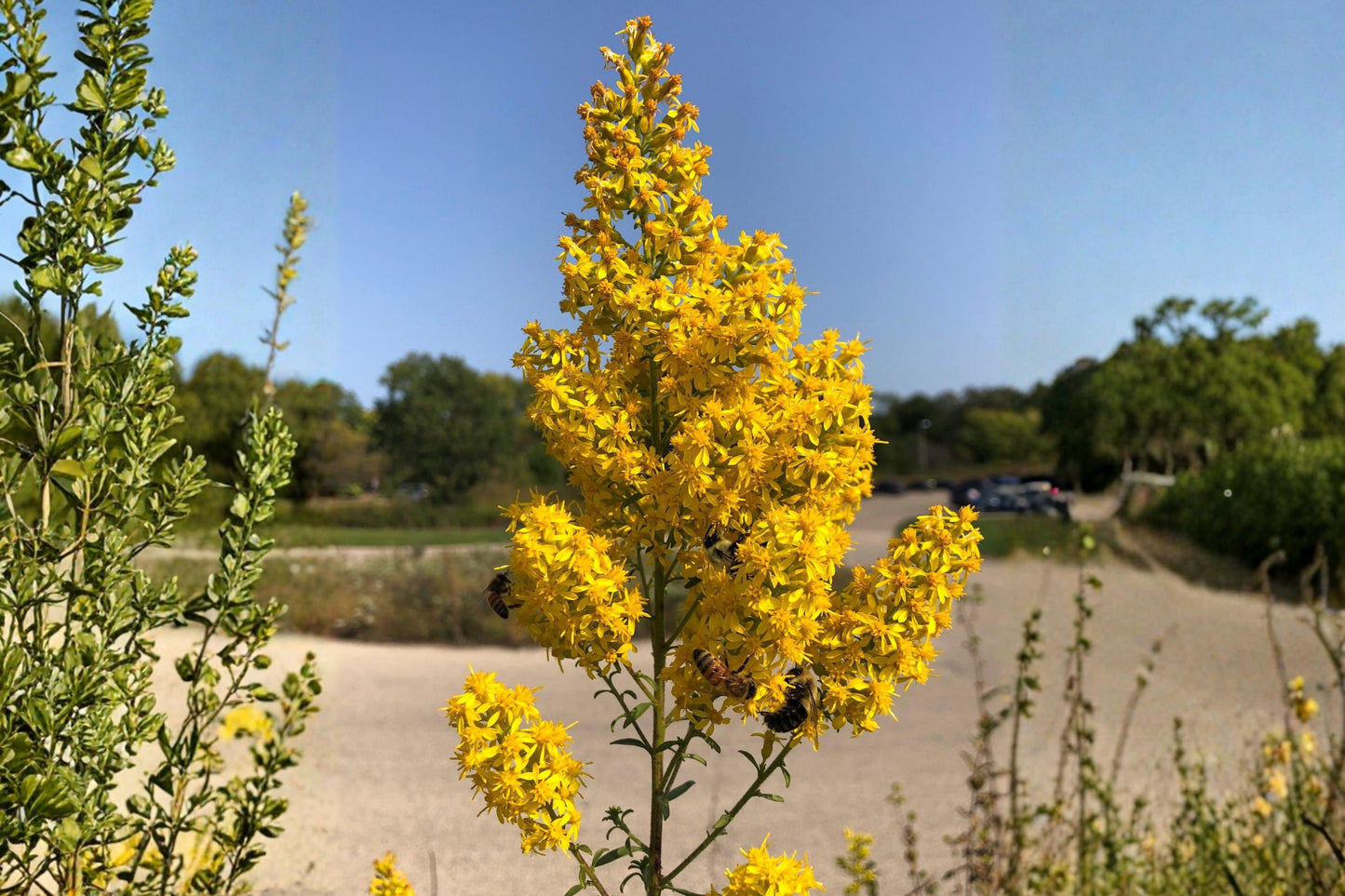Showy Goldenrod Seeds (100) | Solidago speciosa | Native Perennial for Pollinator Gardens | Bright Golden-Yellow Blooms