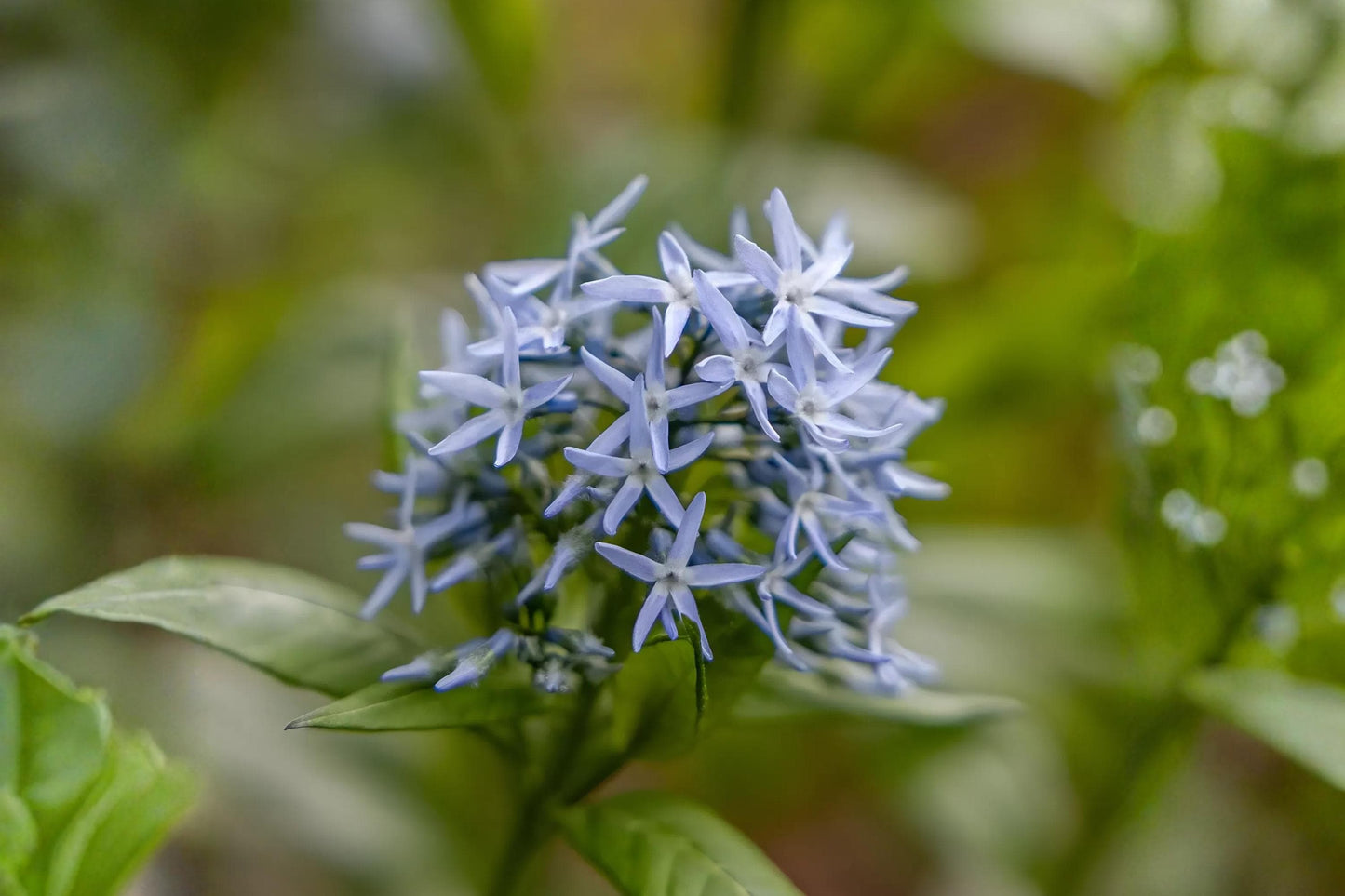 Eastern Bluestar Seeds (10) - Amsonia tabernaemontana - Native Perennial with Blue Star-Shaped Flowers for Pollinator Gardens