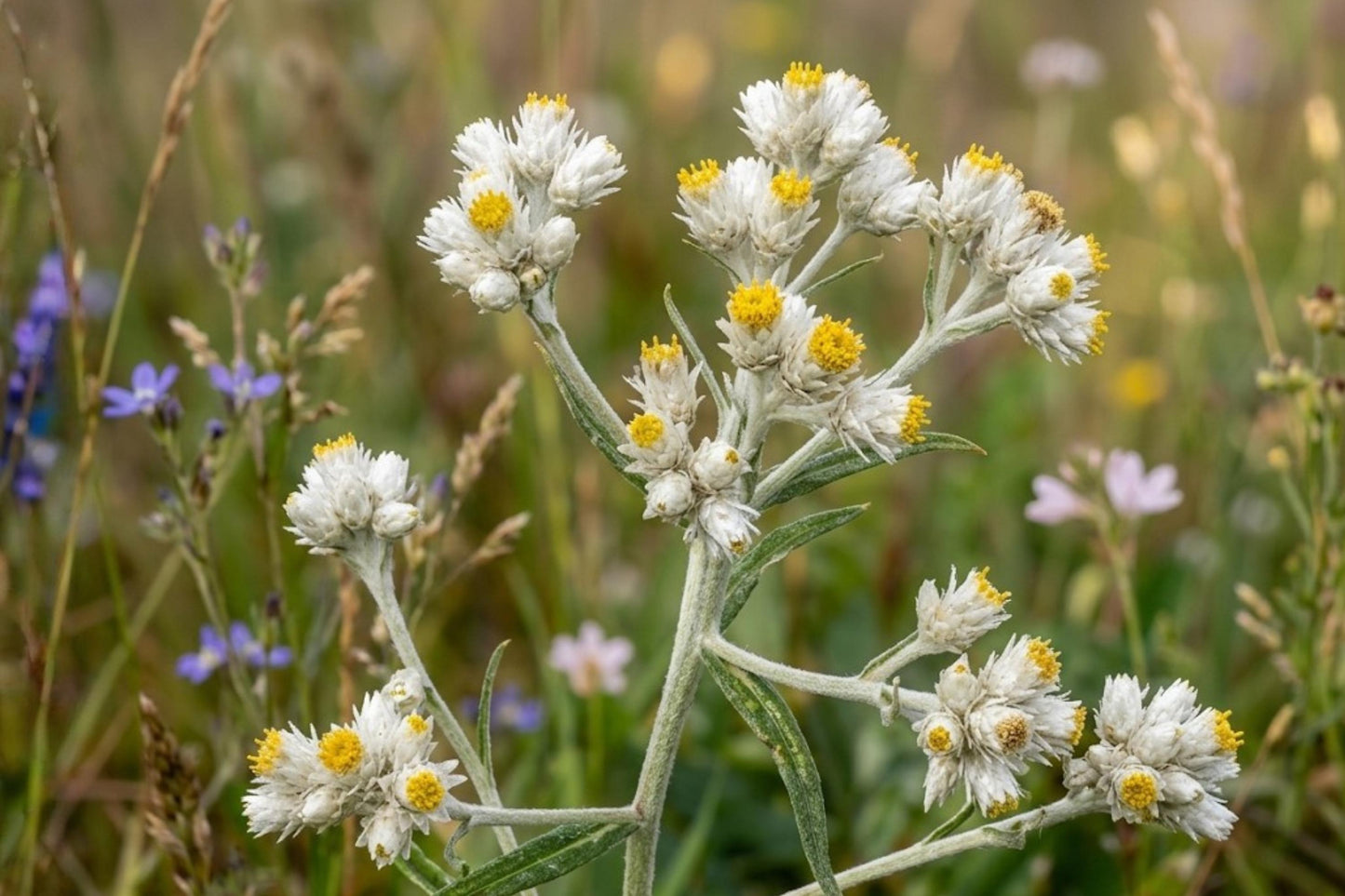 Sweet Everlasting Seeds (500) - Fragrant Native Wildflower, Drought Tolerant, Pseudognaphalium obtusifolium, Great for Pollinator Gardens