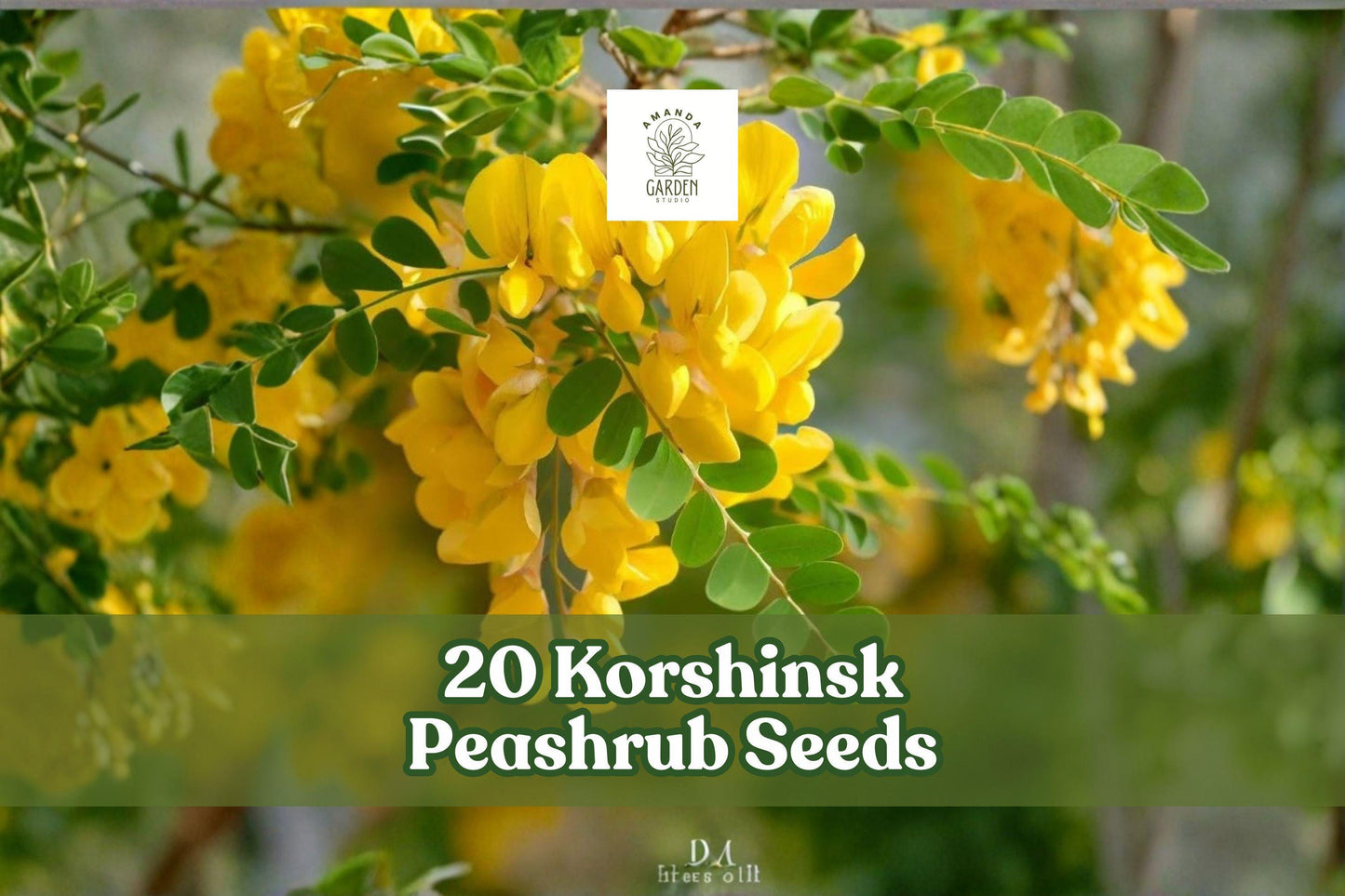 Korshinsk Peashrub Seeds - 20 Pack - Hardy Ornamental Shrub, Yellow Flowers, Caragana korshinskii, Landscape Planting