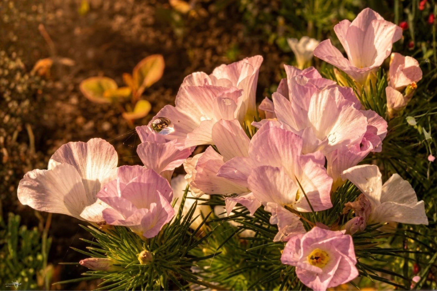 American Bugleweed Seeds (500) | Pastel Wildflower Mix in Pink, White, Lavender | Pollinator-Friendly (Lycopus americanus)