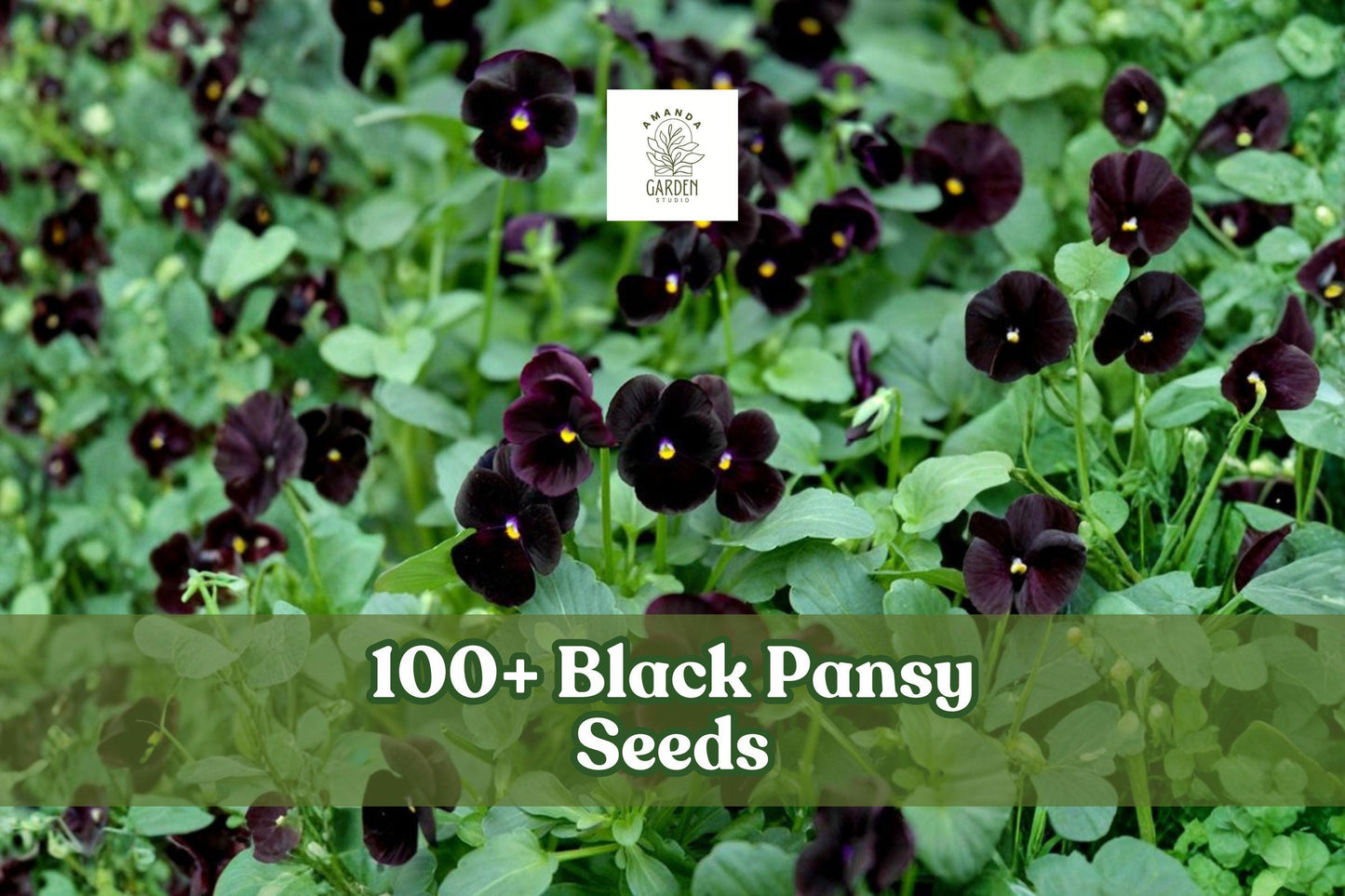 Black Pansy Seeds - 100+ Dark Viola Flower Seeds - Viola × wittrockiana - Compact, Easy to Grow for Gardens & Containers